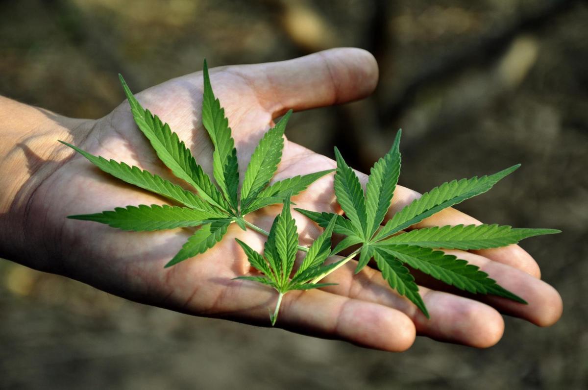 marijuana-pot-in-hand.jpg